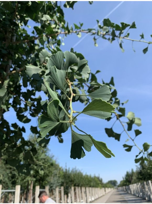 Ginkgobaum - Fächerblattbaum 'Princeton Sentry' | Ginkgo biloba 'Princeton Sentry' Ginkgobaum - Fächerblattbaum 'Princeton Sentry' | Ginkgo biloba 'Princeton Sentry'