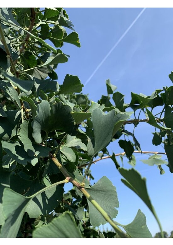 Ginkgobaum - Fächerblattbaum 'Princeton Sentry' | Ginkgo biloba 'Princeton Sentry'