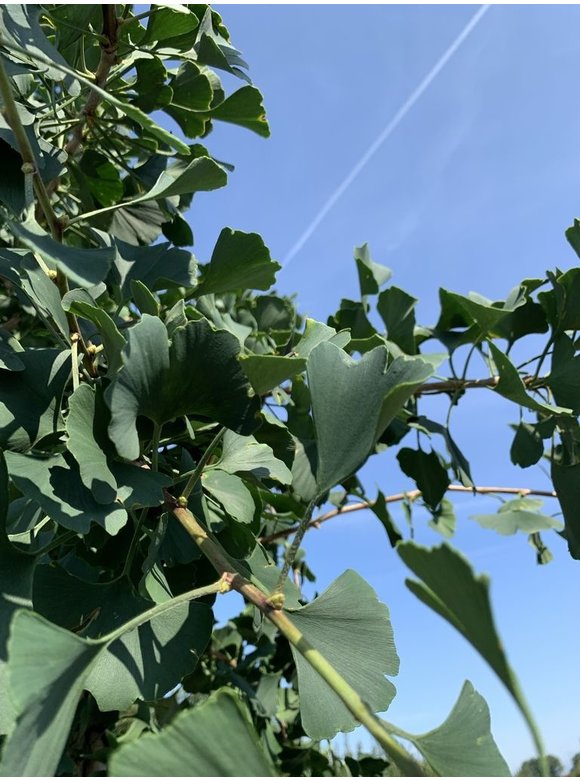 Ginkgobaum - Fächerblattbaum 'Princeton Sentry' | Ginkgo biloba 'Princeton Sentry' Ginkgobaum - Fächerblattbaum 'Princeton Sentry' | Ginkgo biloba 'Princeton Sentry'