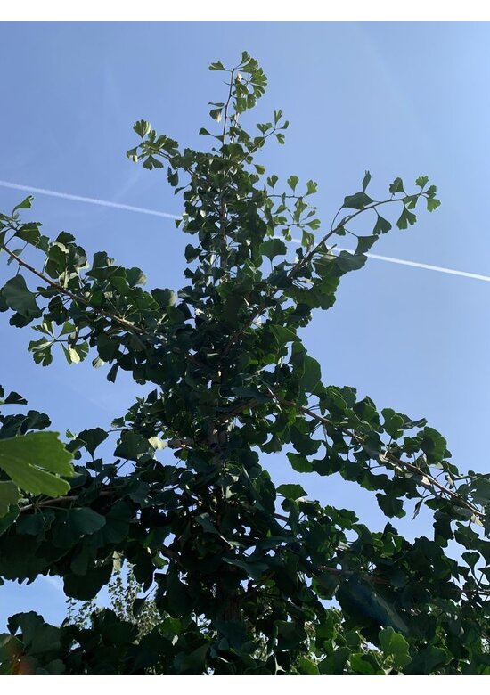 Ginkgobaum - Fächerblattbaum 'Princeton Sentry' | Ginkgo biloba 'Princeton Sentry'
