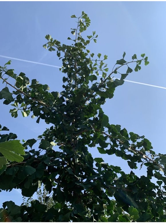 Ginkgobaum - Fächerblattbaum 'Princeton Sentry' | Ginkgo biloba 'Princeton Sentry' Ginkgobaum - Fächerblattbaum 'Princeton Sentry' | Ginkgo biloba 'Princeton Sentry'