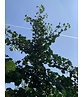 Ginkgo 'Princeton Sentry' | Ginkgo biloba 'Princeton Sentry'