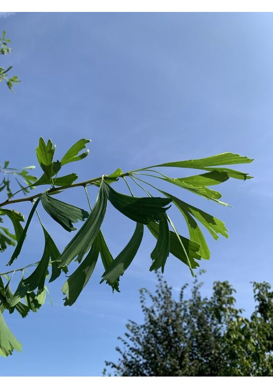 Ginkgobaum 'Saratoga' | Ginkgo biloba 'Saratoga'