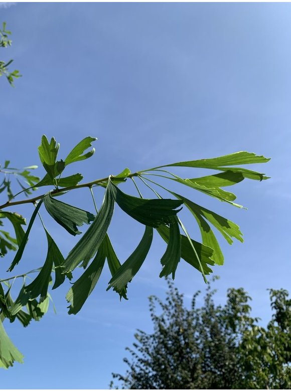 Ginkgobaum - Fächerblattbaum 'Saratoga' | Ginkgo biloba 'Saratoga' Ginkgobaum - Fächerblattbaum 'Saratoga' | Ginkgo biloba 'Saratoga'
