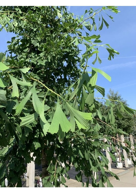 Ginkgobaum 'Saratoga' | Ginkgo biloba 'Saratoga'