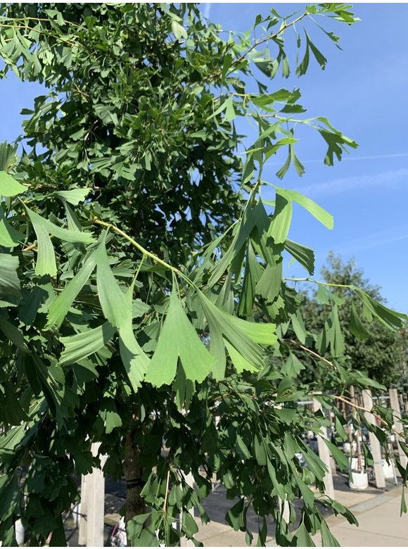Ginkgobaum - Fächerblattbaum 'Saratoga' | Ginkgo biloba 'Saratoga' Ginkgobaum - Fächerblattbaum 'Saratoga' | Ginkgo biloba 'Saratoga'