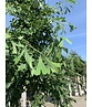 Ginkgobaum 'Saratoga' | Ginkgo biloba 'Saratoga'