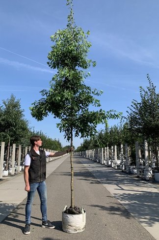 Ginkgobaum 'Saratoga' | Ginkgo biloba 'Saratoga' Ginkgobaum 'Saratoga' | Ginkgo biloba 'Saratoga'