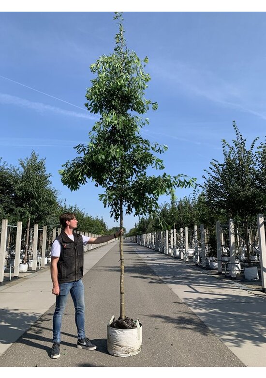 Ginkgobaum 'Saratoga' | Ginkgo biloba 'Saratoga'