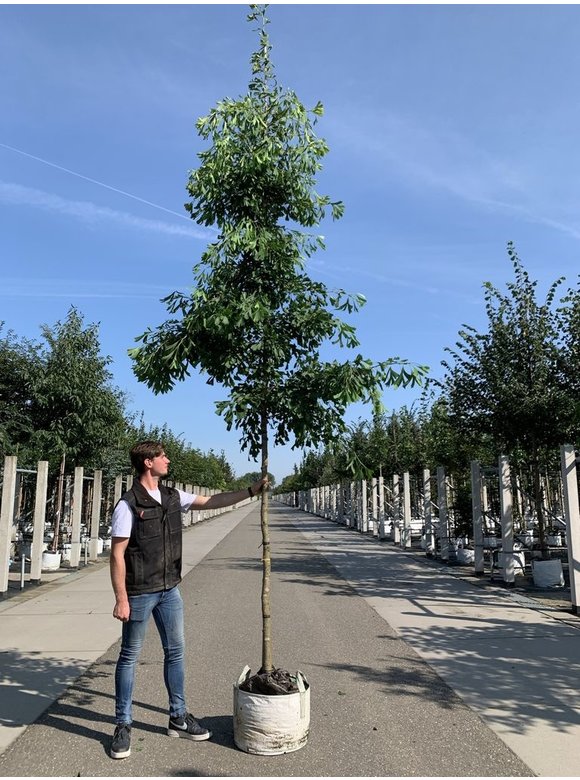 Ginkgobaum - Fächerblattbaum 'Saratoga' | Ginkgo biloba 'Saratoga' Ginkgobaum - Fächerblattbaum 'Saratoga' | Ginkgo biloba 'Saratoga'