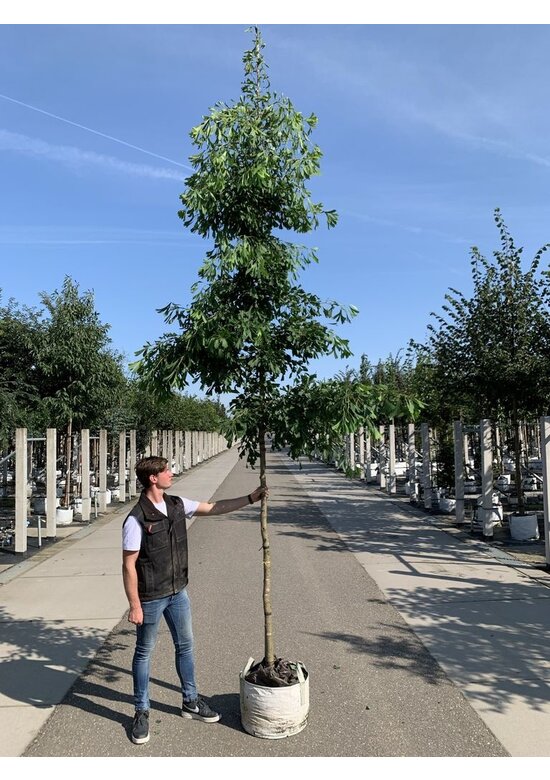 Ginkgobaum 'Saratoga' | Ginkgo biloba 'Saratoga'