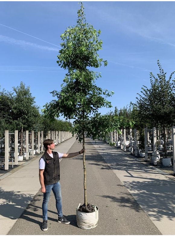 Ginkgobaum - Fächerblattbaum 'Saratoga' | Ginkgo biloba 'Saratoga' Ginkgobaum - Fächerblattbaum 'Saratoga' | Ginkgo biloba 'Saratoga'