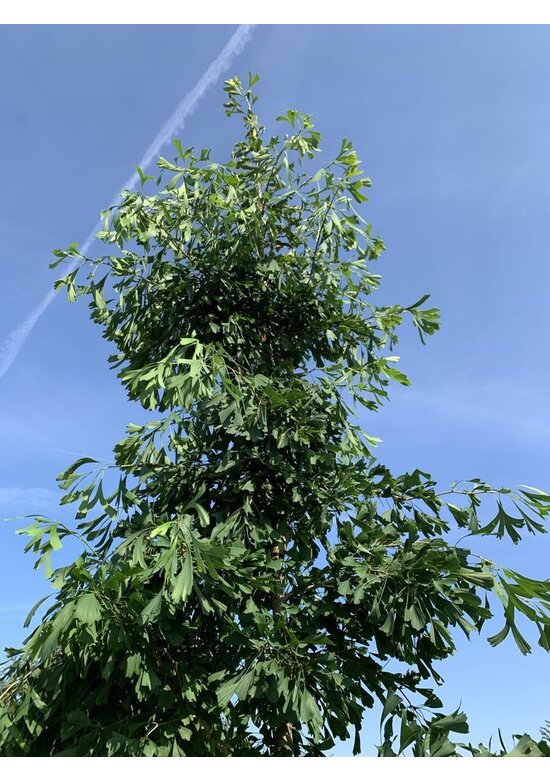 Ginkgobaum 'Saratoga' | Ginkgo biloba 'Saratoga'