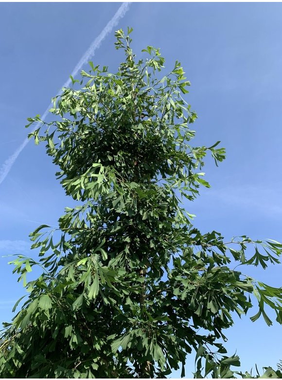 Ginkgobaum - Fächerblattbaum 'Saratoga' | Ginkgo biloba 'Saratoga' Ginkgobaum - Fächerblattbaum 'Saratoga' | Ginkgo biloba 'Saratoga'