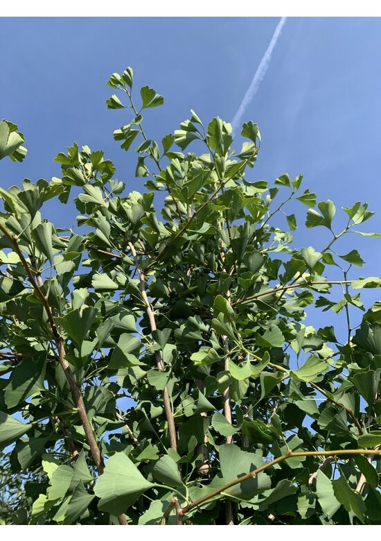 Zwerg-Ginkgobaum - Zwerg-Fächerblattbaum 'Tit' - Stammbusch | Ginkgo biloba 'Tit'