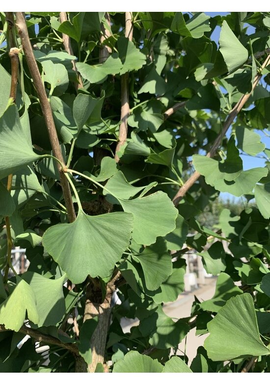 Zwerg-Ginkgobaum - Zwerg-Fächerblattbaum 'Tit' - Stammbusch | Ginkgo biloba 'Tit'