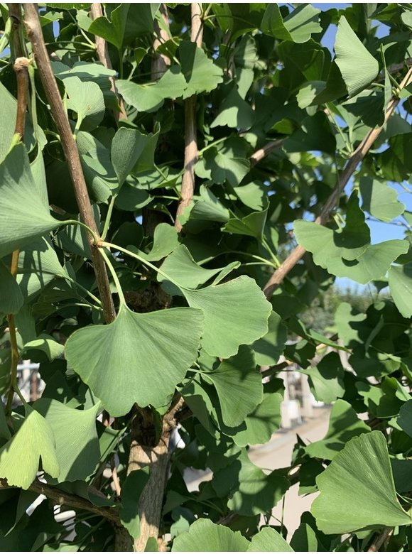 Zwerg-Ginkgobaum - Zwerg-Fächerblattbaum 'Tit' - Stammbusch | Ginkgo biloba 'Tit' Zwerg-Ginkgobaum - Zwerg-Fächerblattbaum 'Tit' - Stammbusch | Ginkgo biloba 'Tit'
