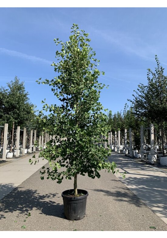 Zwerg-Ginkgobaum - Zwerg-Fächerblattbaum 'Tit' - Stammbusch | Ginkgo biloba 'Tit'