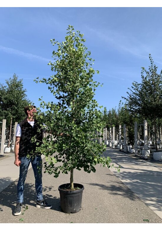 Zwerg-Ginkgobaum - Zwerg-Fächerblattbaum 'Tit' - Stammbusch | Ginkgo biloba 'Tit'