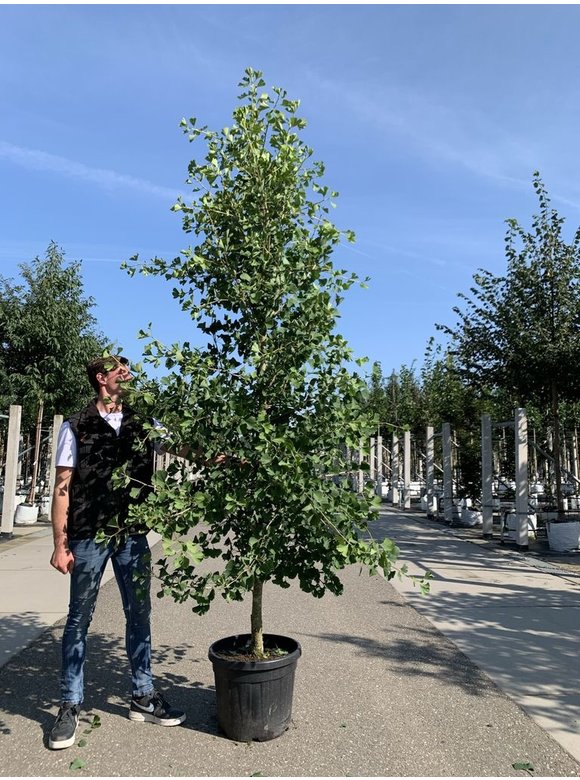 Zwerg-Ginkgobaum - Zwerg-Fächerblattbaum 'Tit' - Stammbusch | Ginkgo biloba 'Tit' Zwerg-Ginkgobaum - Zwerg-Fächerblattbaum 'Tit' - Stammbusch | Ginkgo biloba 'Tit'