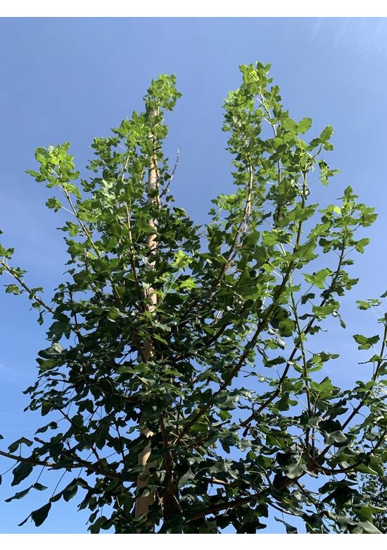 Französischer Ahorn - Dreilappiger Ahorn - Burgen-Ahorn | Acer monspessulanum