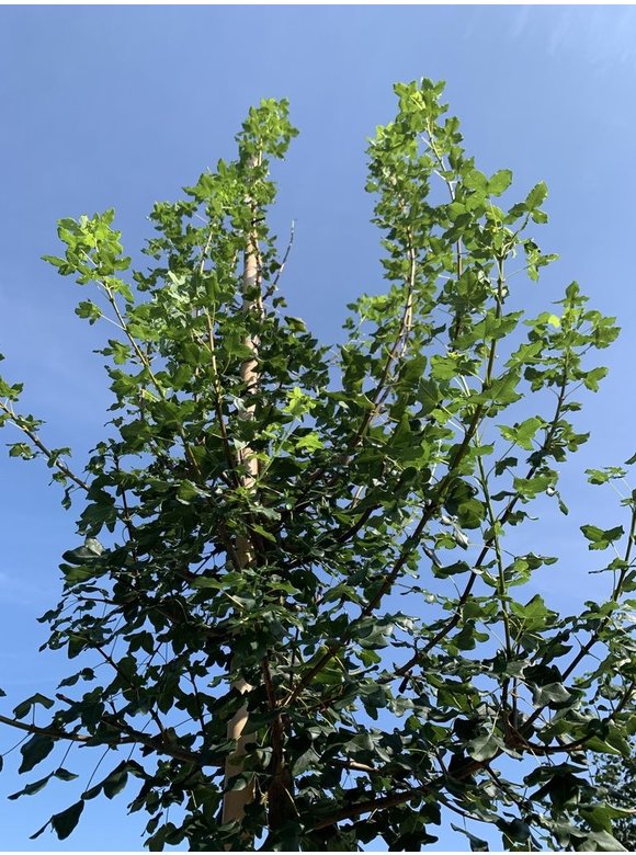 Französischer Ahorn - Dreilappiger Ahorn - Burgen-Ahorn | Acer monspessulanum Französischer Ahorn - Dreilappiger Ahorn - Burgen-Ahorn | Acer monspessulanum