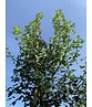 Französischer Ahorn - Dreilappiger Ahorn - Burgen-Ahorn | Acer monspessulanum