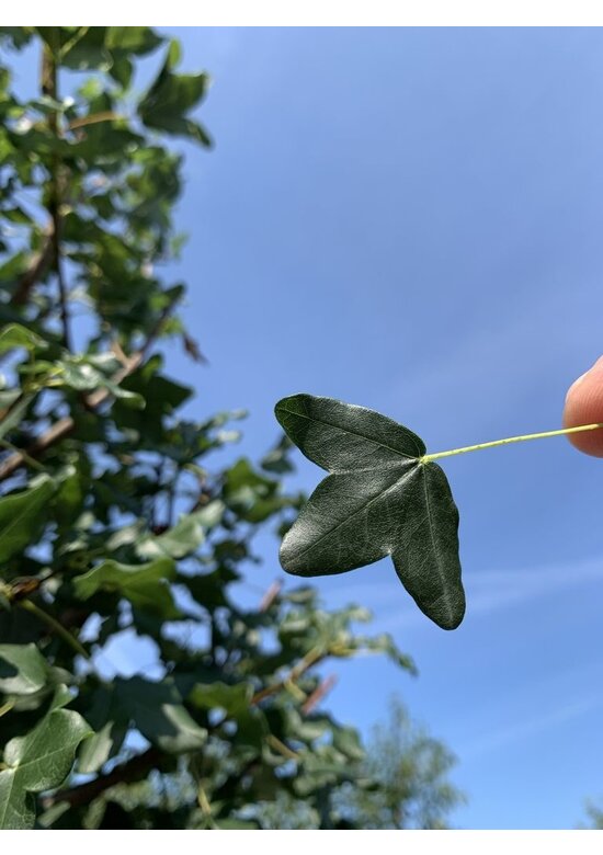 Französischer Ahorn - Dreilappiger Ahorn - Burgen-Ahorn | Acer monspessulanum