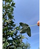 Französischer Ahorn - Dreilappiger Ahorn - Burgen-Ahorn | Acer monspessulanum
