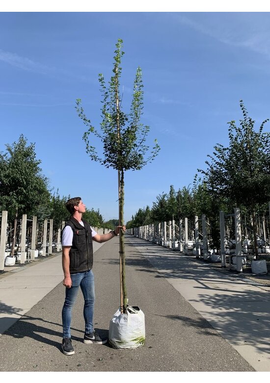 Französischer Ahorn - Dreilappiger Ahorn - Burgen-Ahorn | Acer monspessulanum