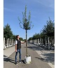 Französischer Ahorn - Dreilappiger Ahorn - Burgen-Ahorn | Acer monspessulanum