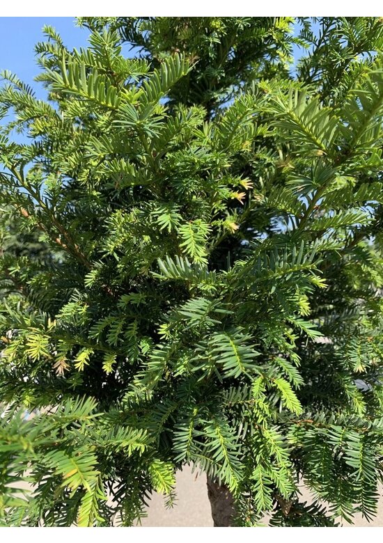 Gemeine Eibe | Taxus baccata
