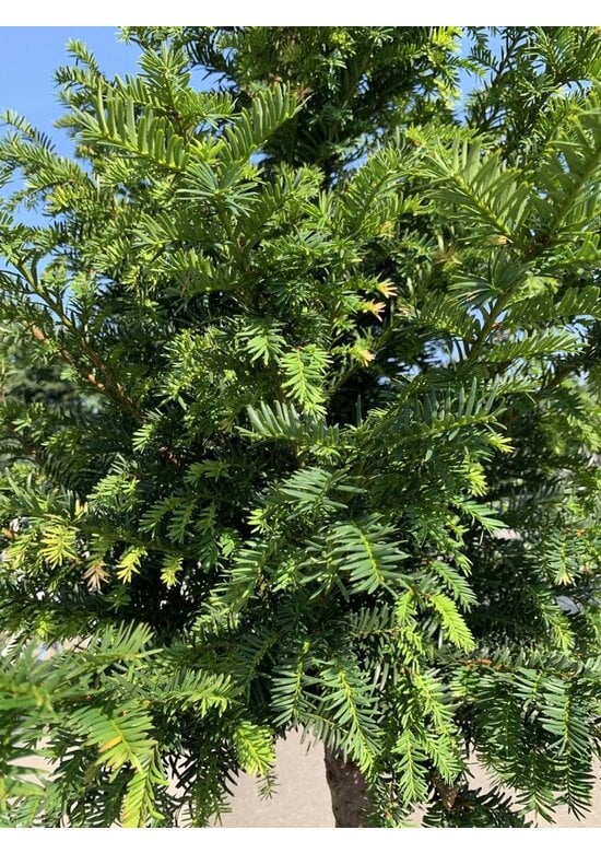 Gemeine Eibe | Taxus baccata