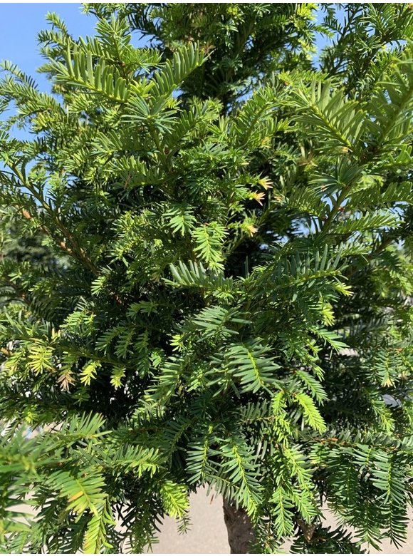 Gemeine Eibe | Taxus baccata Gemeine Eibe | Taxus baccata