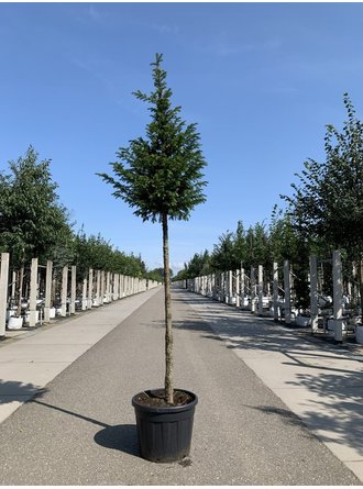 Gemeine Eibe Kaufen | 3 Jahre Garantie - Venovi
