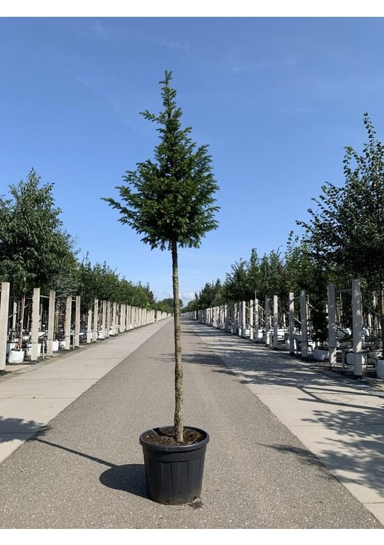 Gemeine Eibe | Taxus baccata