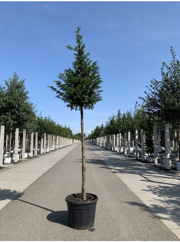 Gemeine Eibe | Taxus baccata Gemeine Eibe | Taxus baccata