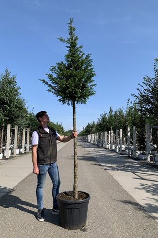 Gemeine Eibe | Taxus baccata