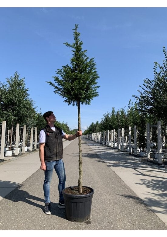 Gemeine Eibe | Taxus baccata