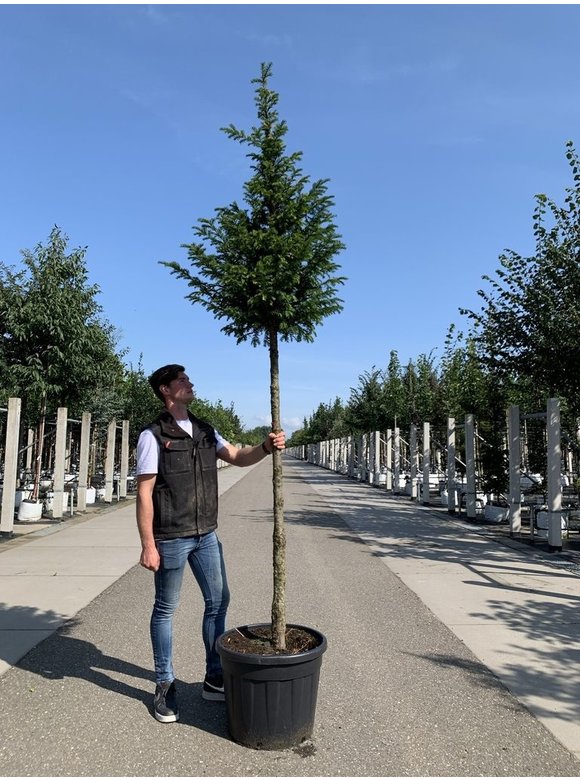 Gemeine Eibe | Taxus baccata Gemeine Eibe | Taxus baccata