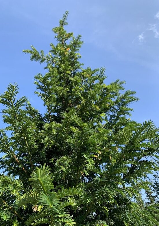 goldfruchtpalme wachstum Große tierfreundliche Goldfruchtpalme – Green Me Up main image 0