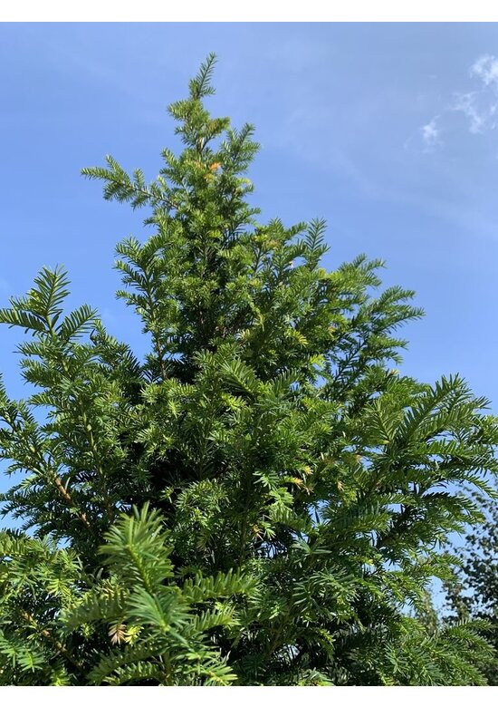 Gemeine Eibe | Taxus baccata