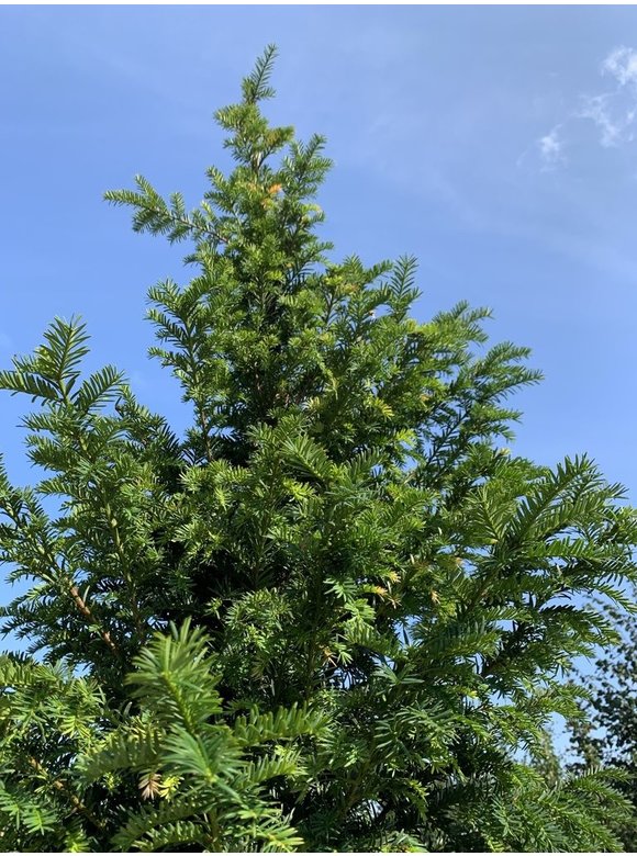 Gemeine Eibe | Taxus baccata Gemeine Eibe | Taxus baccata