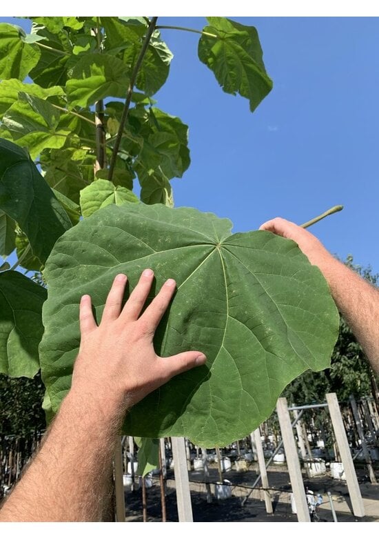 Blauglockenbaum - Kiribaum - Kaiserbaum | Paulownia tomentosa