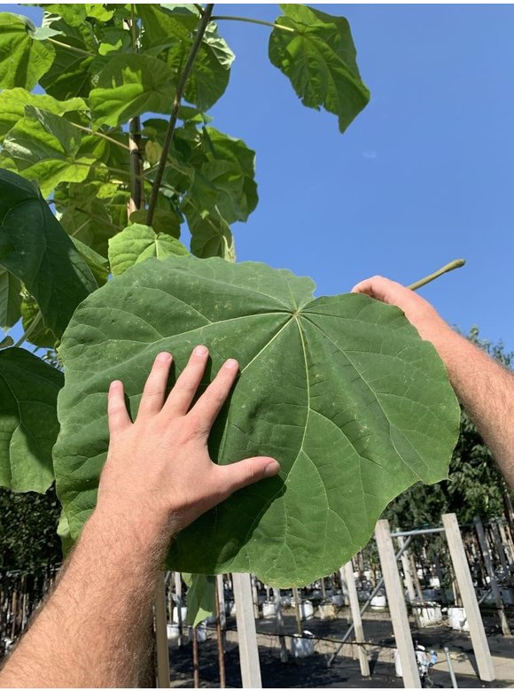 Blauglockenbaum - Kiribaum - Kaiserbaum | Paulownia tomentosa Blauglockenbaum - Kiribaum - Kaiserbaum | Paulownia tomentosa