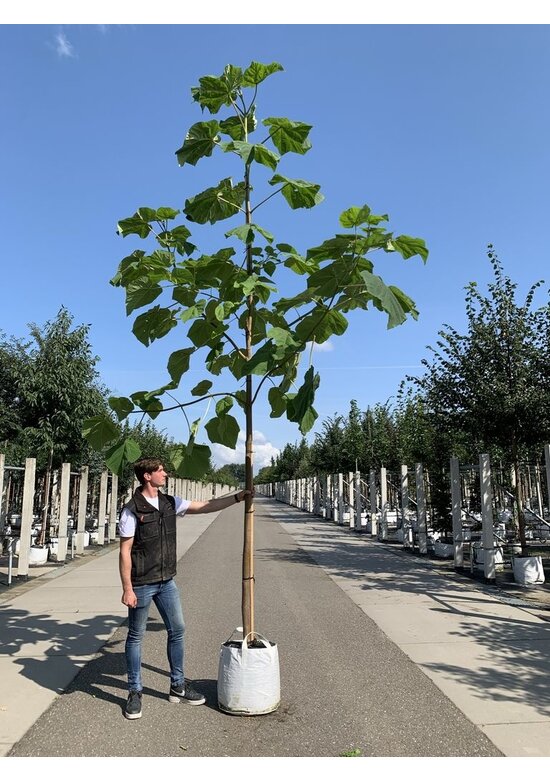 Blauglockenbaum - Kiribaum - Kaiserbaum | Paulownia tomentosa