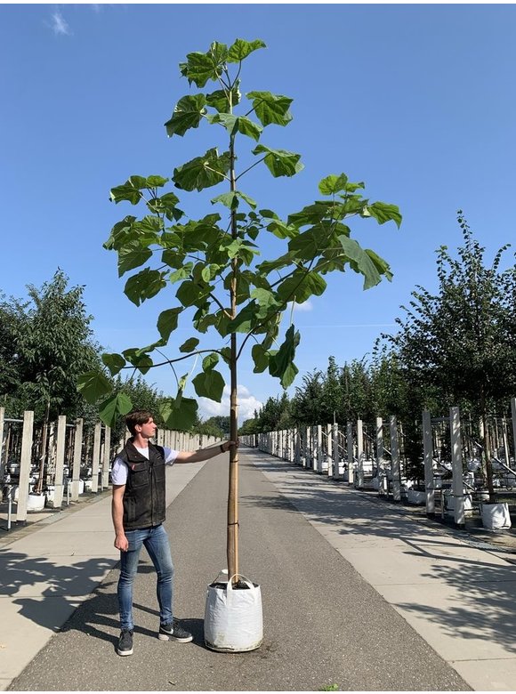 Blauglockenbaum - Kiribaum - Kaiserbaum | Paulownia tomentosa Blauglockenbaum - Kiribaum - Kaiserbaum | Paulownia tomentosa