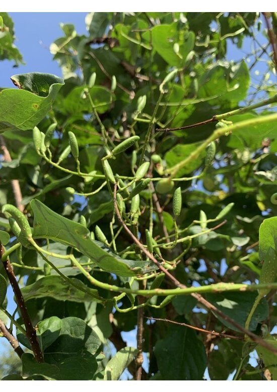 Baumflieder 'Ivory Silk' | Syringa reticulata 'Ivory Silk'