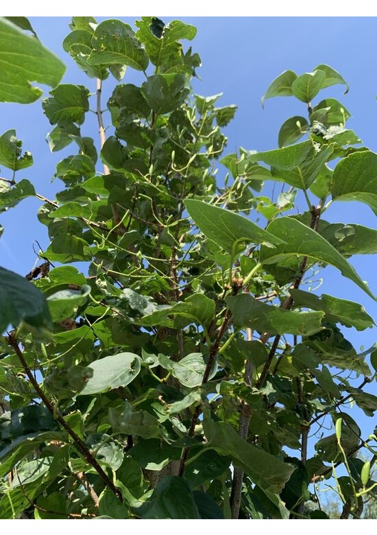 Baumflieder 'Ivory Silk' | Syringa reticulata 'Ivory Silk'