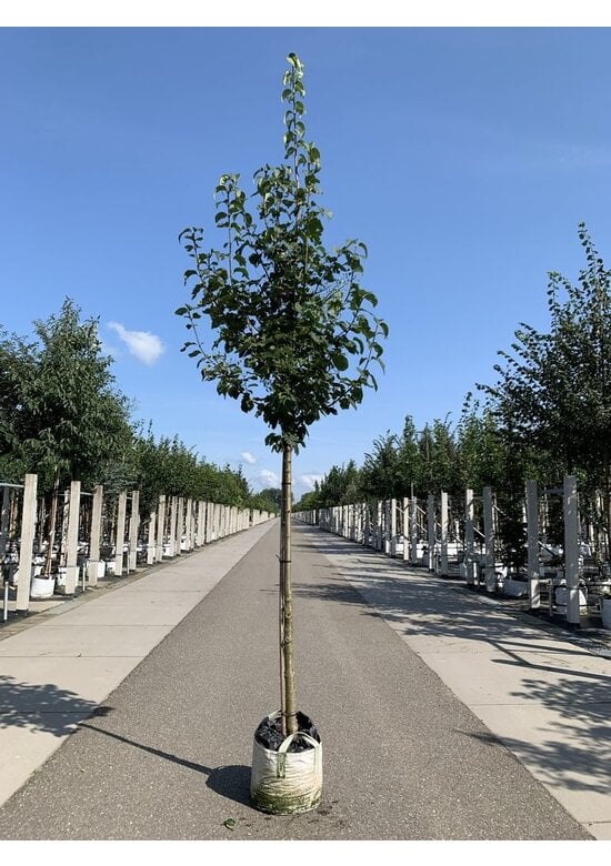 Baumflieder 'Ivory Silk' | Syringa reticulata 'Ivory Silk'